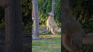 6 weeks after Cancer Dog jumping exercises. 6 semanas después del Cancer perrita ejercitandose  #dog