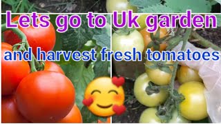 Lets go to UK garden and harvest fresh tomatoes.