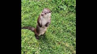 Otters at Buckfastleigh Sanctuary