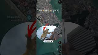 I found 😺 cat' attack 😱 in real life 👀 on google earth map 🌎zooming short video 🤯#shorts #ytshorts