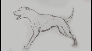 Como desenhar cachorro Pitbull