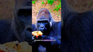 silver back gorilla  responsibility #shortfeed #animals