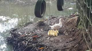 INTRODUCING NEWLY HATCH 14 DUCKLINGS AND 7th. DAY OLD DUCKLINGS