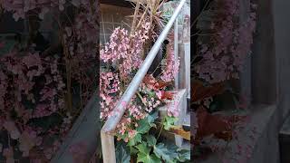 PINK BEGONIA FLOWERY PLANT IN BAGUIO #shortsviral #shorts #satisfying