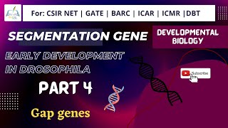 Part 4 Gap Gene in Drosophila #csirnet #usha_yadav #developmental_biology