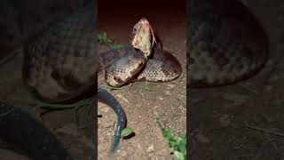 #creepycrawly #shorts #cottonmouth Agitated Cottonmouth gets sick of my Camera!