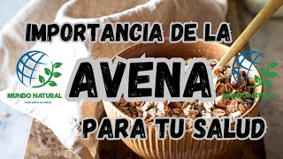 Avena, 👉Beneficios y Propiedades únicas de la Avena, Como se usa y para que sirve la Avena (dieta)