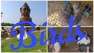 Birds and Hen ##odisha #balasore #hindi #gujarat vlogs