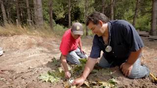 Camas Root Coast Salish - Growing Native