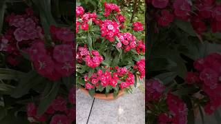 red dianthus barbatus , bearded sweet william red