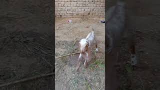 Cute Goat baby searching his mom for feed #youtubeforyoupage #foryou #goatsfaming