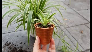 PROPAGATING SPIDER PLANT / CHLOROPHYTUM COMOSUM OCEAN | _MILASMAMA