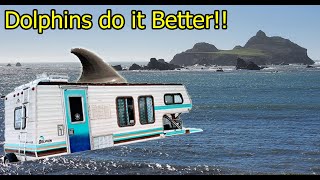 Dolphins Do It Better!!