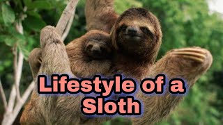 Lifestyle of a Sloth |The Slowest Animal in the world | Sloth |