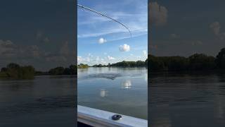 Летние Уловы на Москва Реке#рыбалка #fishing