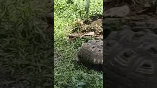 BIGGEST TURTLE IN THE WORLD  #short #shorts #shortsvideo