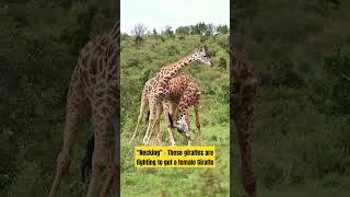 Look at what these Giraffes are doing for a female🦒❤️🦒 #travelshorts #giraffe #kenya