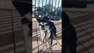 cowboy chihuahua halloween TikTok @penguin_the_chihuahua  [Tik Tok Archives]