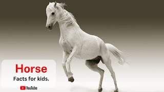 Horse - A short Documentary for Kids  | All About Horse for Kids: Horse for Kids