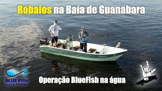 Robalos na Baía de Guanabara - Drone ft BlueFish