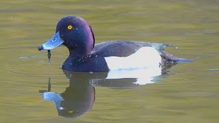 Camera Shy Tufted Ducks [4K] Diving Ducks