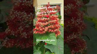 Red Clusters of petite fleur. #shorts #philippines #plants #nature #travel #tourist #flower #fleur