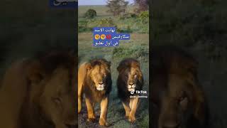 نهايت الأسد سكارفيس