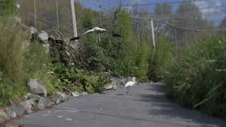 La Jungle Tropicale du Parc des Oiseaux