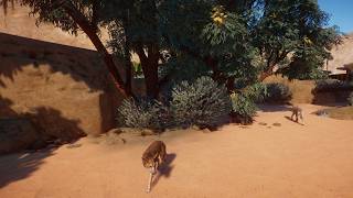 Planet Zoo - Oasis Springs Zoo Dingo Habitat