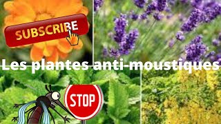 #anti #moustique #plante   Le monde de l'agriculture  - Les plantes anti -moustiques