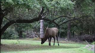 8X9 Bull Elk In Elk County PA