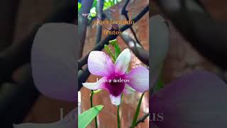 #Louva-a-deus#orquídea#natureza linda aqui no pé de carambola tem bastante#shorts Brasil