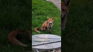 Fox chilling and showing his teeth in my back garden #animals #nature #satisfying #youtubeshorts