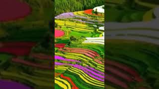 Rice fields in China 🇨🇳