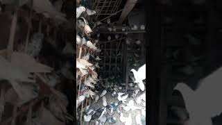 Pigeons of kaliyar sharif Sabir Pak dargah #kaliyarsharif #sabri #shorts