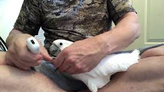 How to trim a parrot’s nails, starring Dodi the Umbrella Cockatoo.