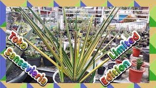 Toko Sansevieria limited edition di Kota Tangerang