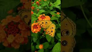 Epic #nature #shorts #butterfly #insects #hd #shorts  #wild #beauty #usa #tiktok #trending  #flowers