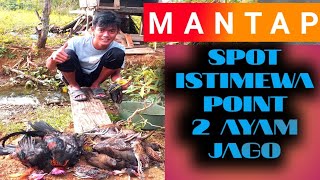 BERBURU AYAM HUTAN DI SPOT ISTIMEWA POINT DUA AYAM JAGO SEKALIGUS