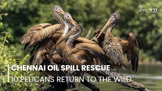 10 Pelicans Rescued From Chennai Oil Spill Disaster Return to the Wild