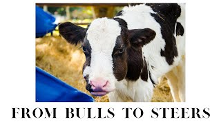 From bulls to steers