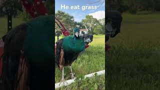 He eat grass