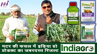 मटर की फसल में इंडियाग्रो प्रोडक्ट का जबरदस्त रिजल्ट | organic farming | indiagro Product |