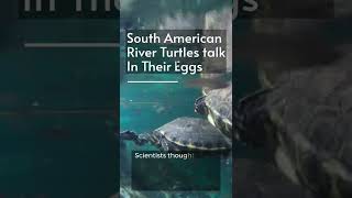 South American River Turtles Talk In Their Eggs