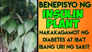 Insulin Plant/ Benepisyo Nito/ gamot sa diabetes at iba't ibang sakit