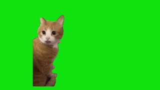 Confused Cat With Tongue Out Meme Green Screen Chroma Key Template