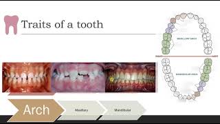 Traits of the teeth