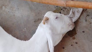 Bakri k Jabrry ka Sooj Jana || Osteodystrophea Fibrosa in Goats Treatment