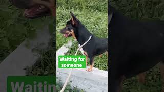 Waiting #dog #doglover #viral