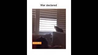 War declared cat and man